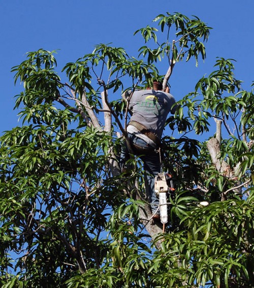 Tree trimming in West Palm Beach back yard 09-14-2009