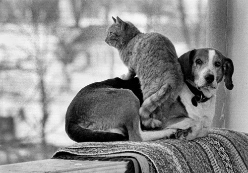 Dog and Cat 01-23-1970