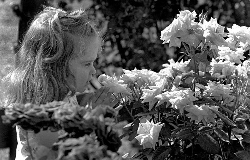 Karen Lampher at Capaha Park Rose Garden 06-11-1966