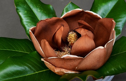 Magnolia Blossom 08-09-2013_5771