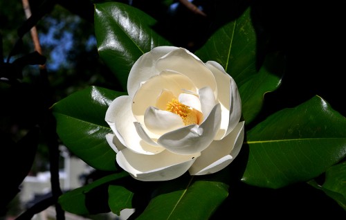 Magnolia blossoms at Common Pleas Courthouse 07-07-2013