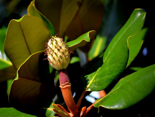 Magnolia blossoms at Common Pleas Courthouse 07-07-2013