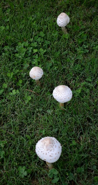 Mushrooms - Indian Park 07-07-2013