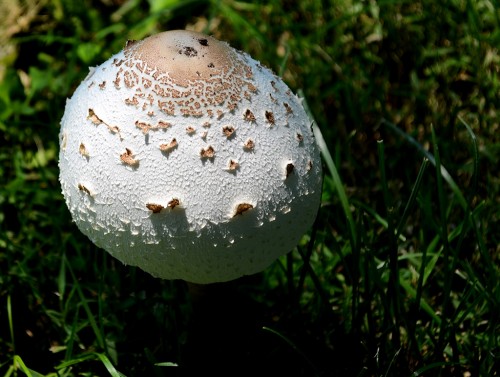 Mushrooms - Indian Park 07-07-2013