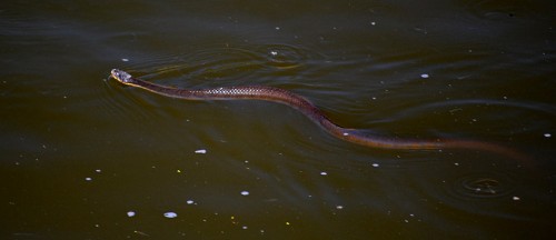 Snake Horseshoe Lake 07-10-2013_4616