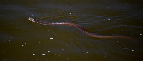 Snake Horseshoe Lake 07-10-2013_4616