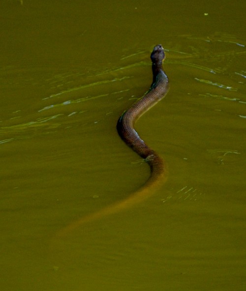 Snake Horseshoe Lake 07-10-2013_4631