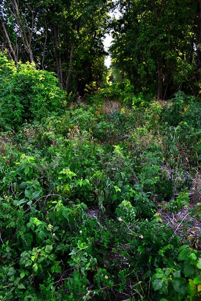 St Louis and Iron Mountain RR NE of Allenville 07-07-2012_3894