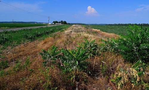 St Louis and Iron Mountain RR NE of Allenville 07-07-2012_3897