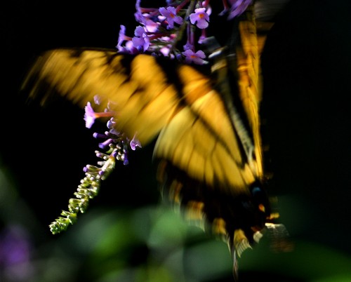 Bees and Butterflies 08-08-2013