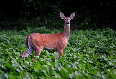 Deer, Deer, Deer - Cape Girardeau History and Photos