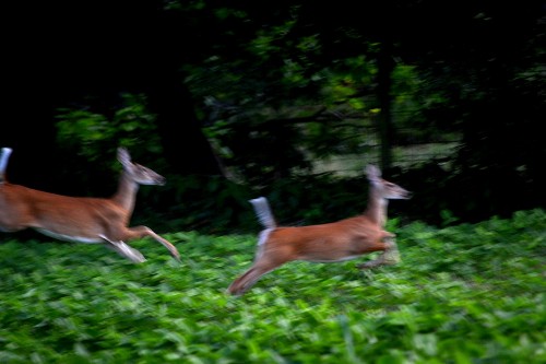 Deer Old Jackson Road 08-13-2013_5245