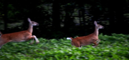 Deer Old Jackson Road 08-13-2013_5246