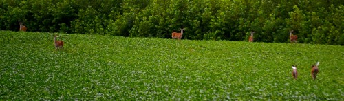 Deer near Trail of Tears 08-08-2013