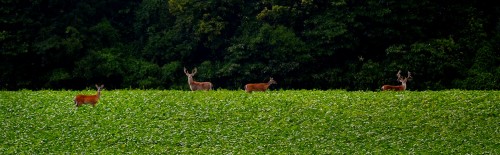 Deer near Trail of Tears 08-08-2013