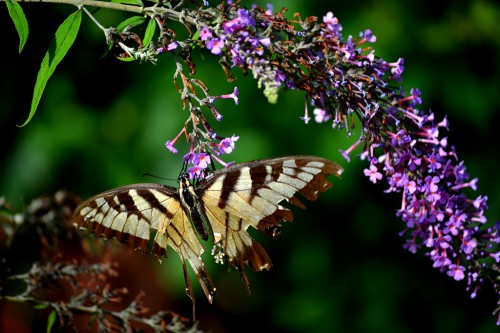 Bees and Butterflies 08-08-2013