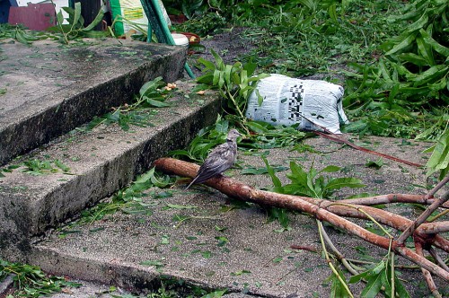 Dove after Hurricane Francis 09-05-2004_5290