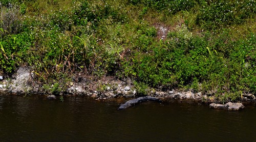 Canal Point gator 10-10-2013