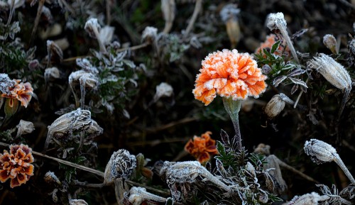 Frost in Athens OH 10-25-2013