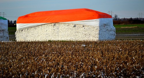 Cotton near Portageville 11-23-2013