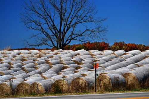 Hay at Old Appleton 11-04-2013