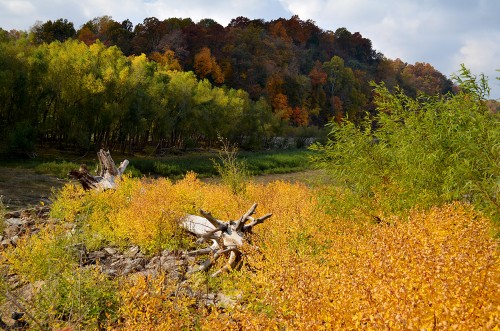 Leaves at Trail of Tears State Park