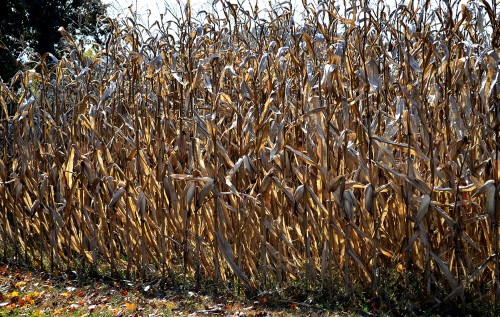 Cornfield next to Gordonville cemetery 10-30-2013