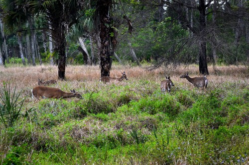 Riverbend Park_02-25-2014_6588