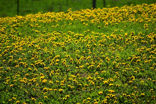 Dandelions near Pleasant Hill Presbyterian Chuch 04-15-2014