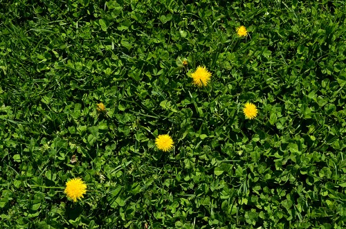 Dandelions on Jackson Courthouse lawn 04-15-2014