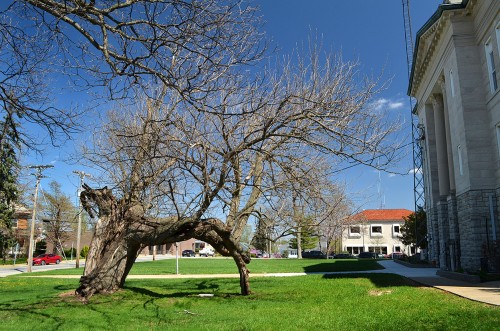 Jackson's Hanging Tree 04-15-2014