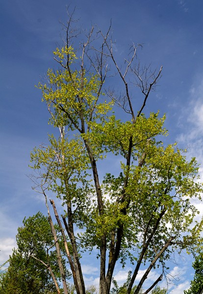 Utility Co Tree Trimming Kingsway Dr 04-24-2014