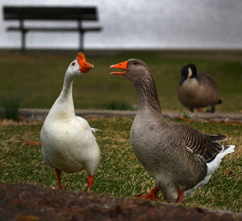 Capaha Park 04-02-2014