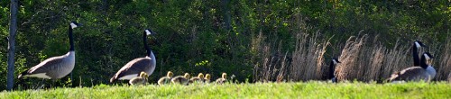 Geese at Shadow Rest Ministeries 04-29-2014