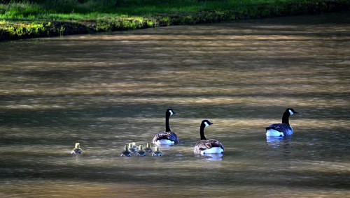 Geese at Shadow Rest Ministeries 04-29-2014