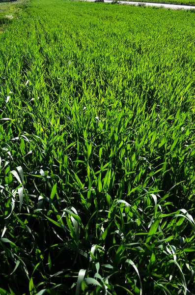 Green fields near Allenville 05-04-2014