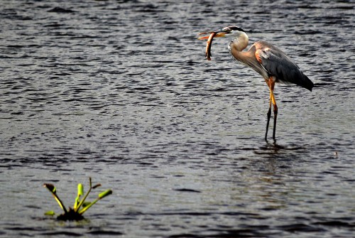 Loxahatchee Everglades Tours - Airboat ride - 05-17-2014