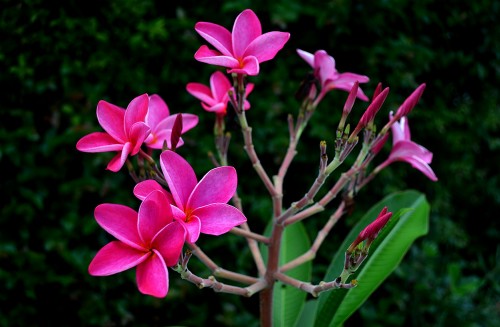 Frangipani 05-12-2014