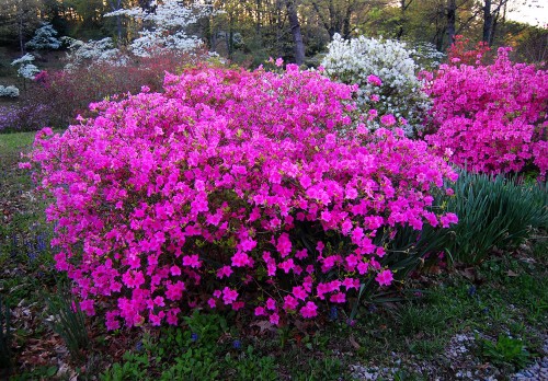 Pinecrest Azelea Gardens 04-16-2011