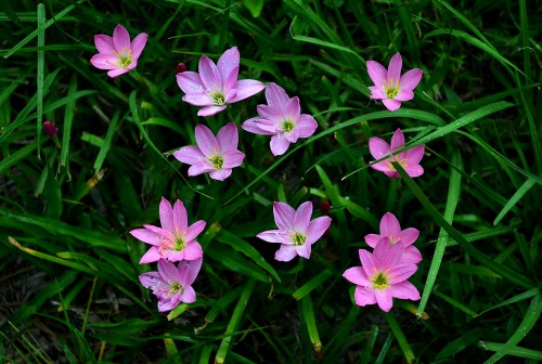 Rain Lillies 07-22-2014