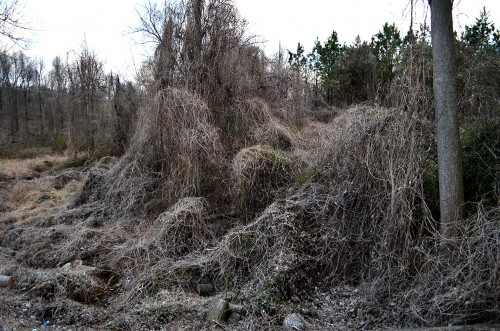 Kudzu Wickliffe KY 04-01-2014