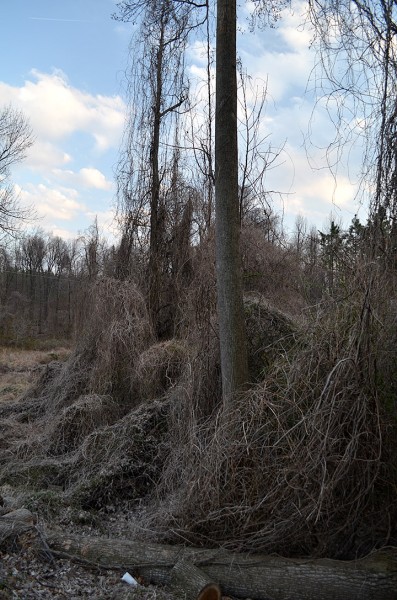 Kudzu Wickliffe KY 04-01-2014