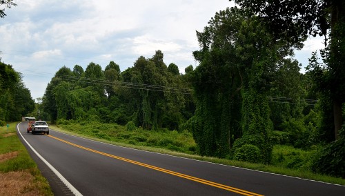 Kudzu Wickliffe 07-25-2014