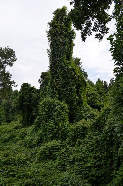 Kudzu Wickliffe 07-25-2014