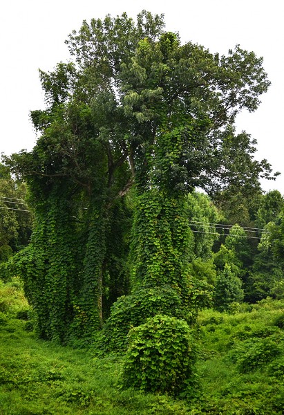 Kudzu Wickliffe 07-25-2014