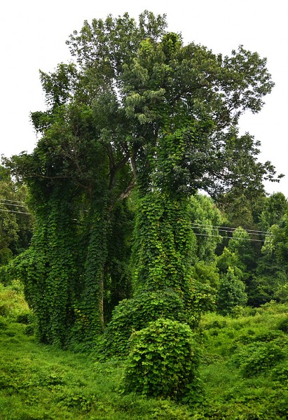 Kudzu Wickliffe 07-25-2014