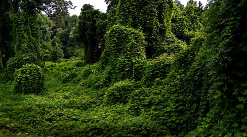 Kudzu Wickliffe 07-25-2014