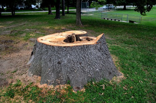 Capaha Park stumps 08-15-2014