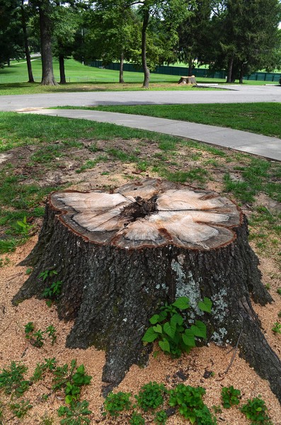Capaha Park stumps 08-15-2014