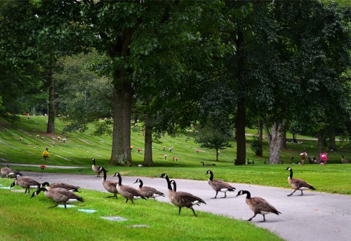 Geese in Memorial Park Cemetery 08-09-2014